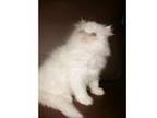 persian kittens 250. 1 pure white girl and 1 black and....