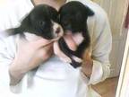 Cute staffy pups for sale. hi i have 4 staffy pups for....