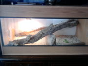 2 bearded dragons and full set up